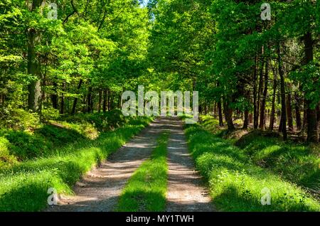 Frühjahr wald landschaft. Eine Probefahrt unter grünen Bäumen. Stockfoto