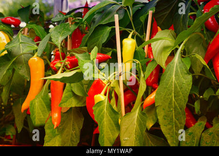 Reife Chilis und Paprika hängen an einem Strauch Stockfoto