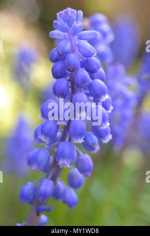 Muscari armeniacum, traubenhyazinthen Blume Stockfoto