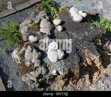 Eine alte Kolonie von Holz Pilze wächst auf einem morschen Baumstumpf in der Stadt garten. Ansicht von oben sonniger Frühlingstag gedreht Stockfoto