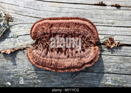 Pilz, die seltsame Form und Farbe rot wächst auf den Stamm eines Baumes. Sonnigen Tag outdoor Makro Stockfoto