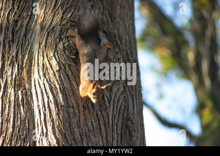 Junge Eichhörnchen sitzt auf einem Baum und schaut mit seinem Kopf. Stockfoto