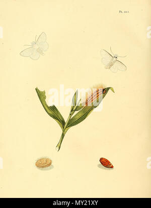 . Illustration von: Norape ovina (syn. Phalaena ovina). 1852. Jan Sepp (1778 - 1853) 482 Sepp-Surinaamsche vlinders - pl 105 Platte Norape ovina Stockfoto