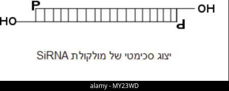 . Englisch: Struktur von SiRNA. 24 Dezember 2013, 14:06:22. Fractalmind 491 SiRNA Stockfoto