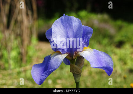 Iris Blume (Iris lanceolata, Iridaceae). Suzanne's Garden, Le Pas, Mayenne, Pays de la Loire, Frankreich. Stockfoto