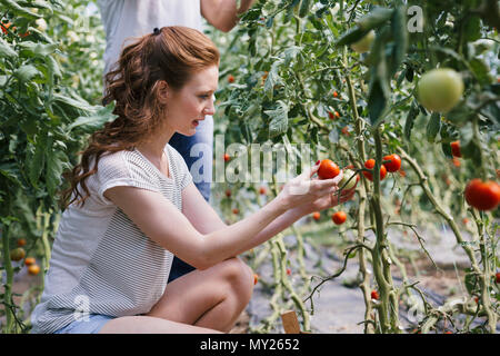 Das freundliche Team der Ernte von frischem Gemüse aus dem Gewächshaus Garten Stockfoto