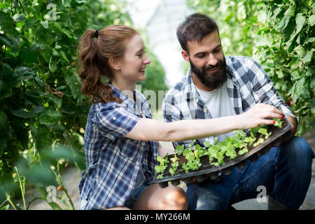 Sämlinge von Tomaten. Wachsende Tomaten im Gewächshaus Stockfoto