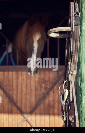 Close up leder Pferd Zügel hängen von den Holz- Pol eines Horse Farm. Ein Pferd im Hintergrund. Stockfoto