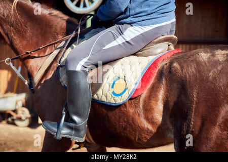 Nahaufnahme einer Kastanie Pferd, Reiter sitzen auf dem Sattel und schwarze riding Boot in den Bügel Stockfoto