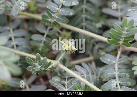 Früchte von Tribulus Terrestris Stockfoto