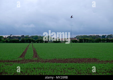 Vogel scarer Schutz ein Weizen, Bawdsey, Suffolk, England. Stockfoto