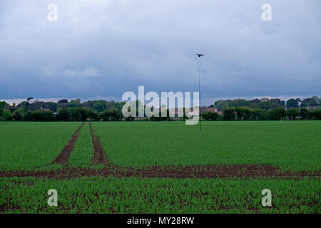 Vogel scarer Schutz ein Weizen, Bawdsey, Suffolk, England. Stockfoto