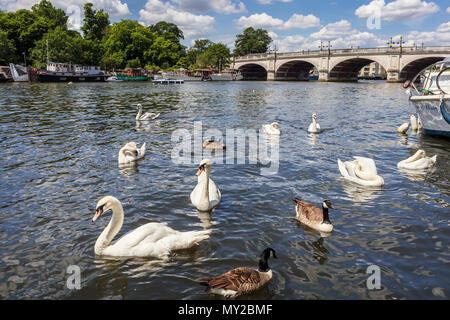 Höckerschwäne Schwimmen von Kingston Bridge über die Themse, Kingston upon Thames, London, UK an einem sonnigen Tag im Frühsommer mit blauem Himmel Stockfoto