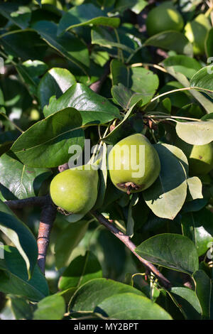 Zwei grüne Birnen wachsen auf dem Baum im Garten Stockfoto