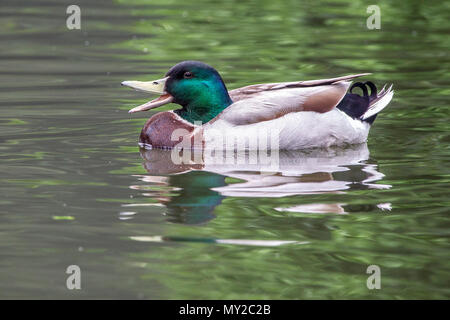 Die Stockente. Anas platyrhynchos (Anatidae) am frühen Morgen in Abington Park, Northampton. Stockfoto