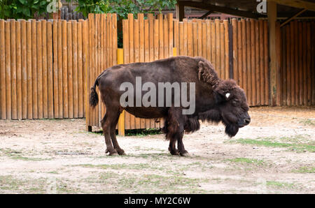 Schöne Europäische Bisons grasen auf Gras im Zoo Stockfoto