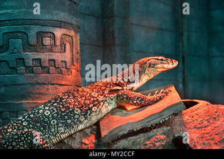 Schöne Varanus acanthurus sitzen auf den Felsen in das Terrarium im Zoo Stockfoto