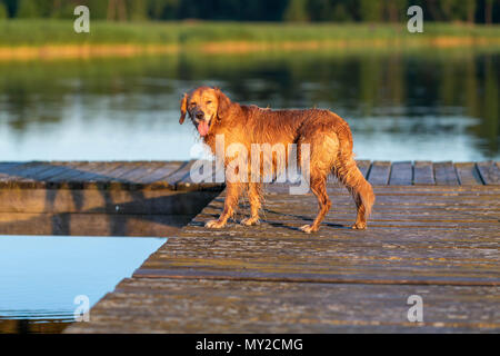 Nass- und happy Golden Retriever stehend auf die hölzerne Brücke durch das Wasser Stockfoto