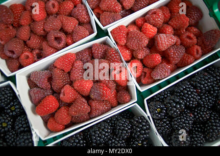 Von oben nach unten Winkel von Schachteln frisch produzierten organischen Himbeeren an ein Bauernmarkt in der Schweiz Stockfoto