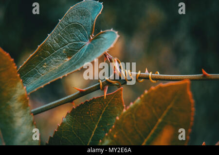 Smilax aspera Blatt kletternde Pflanze in der Natur mit Herz Form Stockfoto