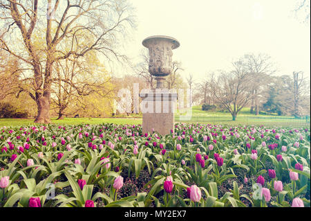 London, UK - April 2018: Purple Prince Einzelnen frühen Tulpen (Tulipa) wachsen in einem Blumenbeet im Kew Garden, England Stockfoto