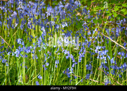 Nahaufnahme auf einem heiklen Bluebell Blumen im Auto Bach Schlucht Naturschutzgebiet im Frühjahr, Sheffield, Großbritannien Stockfoto