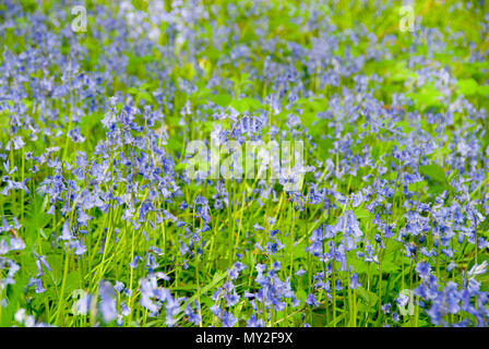 Nahaufnahme auf einem heiklen Bluebell Blumen im Auto Bach Schlucht Naturschutzgebiet im Frühjahr, Sheffield, Großbritannien Stockfoto