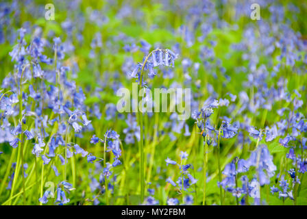 Nahaufnahme auf einem heiklen Bluebell Blumen im Auto Bach Schlucht Naturschutzgebiet im Frühjahr, Sheffield, Großbritannien Stockfoto