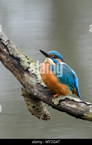 Eurasischen Eisvogel (Alcedo atthis) Erwachsene im Frühjahr, thront auf einem Zweig, achten Sie darauf, bis sie in den Himmel, aufmerksam, typisches Verhalten, Tierwelt, E Stockfoto