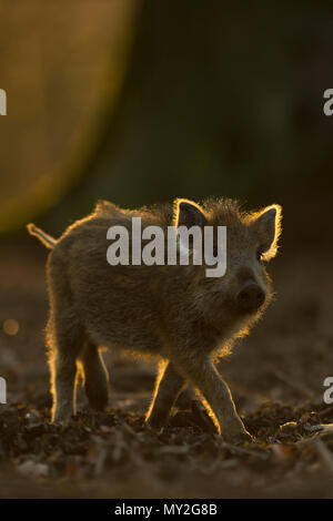 Keiler/Wildschwein (Sus scrofa), kleine gestreifte Ferkel, etwa zwei Wochen alt, erkunden ihre Umgebung, Lebensraum, in der Dämmerung, schöne Beleuchtung, Eu Stockfoto