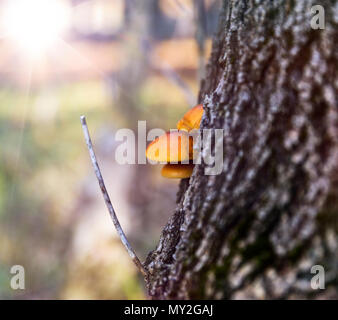 Wächst an den Stamm einer Pappel Pilz Essiggurken in einem Wald, Herbst Tag, Honig agaric Pilz Stockfoto