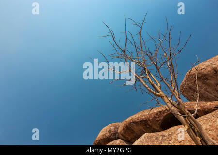 Riesen Stein, trockenen Baum in der namibe Wüste. Afrika. Angola. Stockfoto