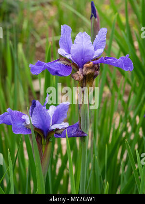 Die großen blauen Anfang Sommer Blumen der Tetraploiden winterharte Staude sibirische Iris Iris pumila Blaues Band Stockfoto