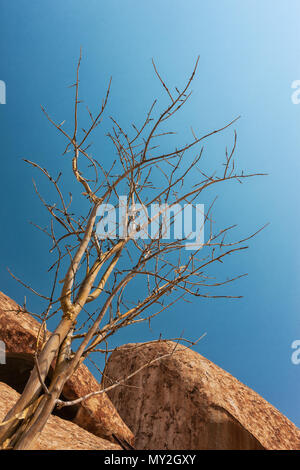 Riesen Stein, trockenen Baum in der namibe Wüste. Afrika. Angola. Stockfoto