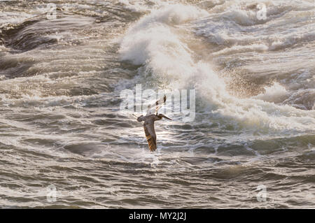 Brown pelican Fliegen über den Pazifischen Ozean Stockfoto