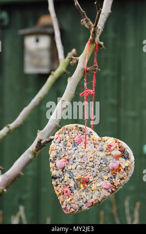 Hausgemachte Cookie Cutter Futterhäuschen mit Saatgut, Fett- und baumhecke Beeren in einem Vorort Garten im Winter aufgehängt, Großbritannien Stockfoto