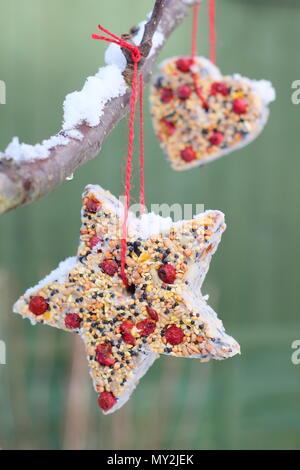 Hausgemachte Cookie Cutter Futterhäuschen mit Saatgut, Fett- und baumhecke Beeren in einem Vorort Garten im Winter aufgehängt, Großbritannien Stockfoto