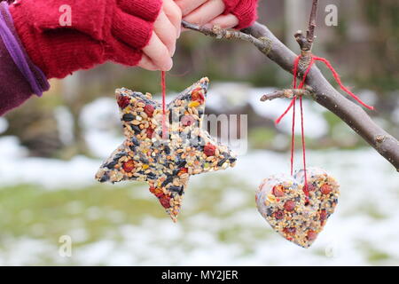 Hausgemachte Cookie Cutter Futterhäuschen mit Saatgut, Fett- und baumhecke Beeren durch einen weiblichen in einem Vorort Garten nach Schnee Herbst, Winter, UK hung Stockfoto