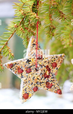 Hausgemachte Cookie Cutter Futterhäuschen mit Saatgut, Fett- und baumhecke Beeren in einem Vorort Garten im Winter aufgehängt, Großbritannien Stockfoto