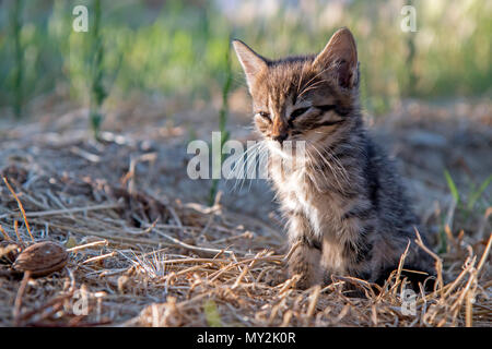 Grau baby Kätzchen in der Sonne genießen. Stockfoto