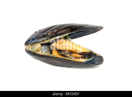 Gekochte Miesmuscheln auf weißem Hintergrund öffnen Stockfoto