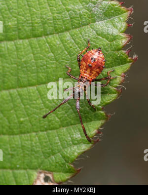 Early instar Nymphe eines Dock Bug (Coreus Marginatus) am Dornbusch Blatt. Tipperary, Irland Stockfoto