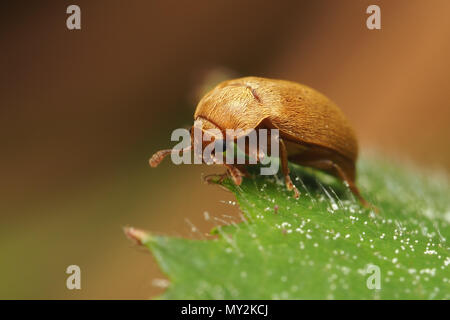 Himbeere Käfer (Byturus Tomentosus), die auf der Oberseite von dornbusch Blatt. Tipperary, Irland Stockfoto