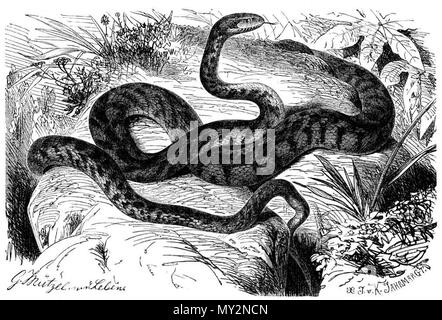 . Englisch: Europäische cat snake (Telescopus fallax) Български: Котешка змия (Telescopus fallax) Русский: Кошачья змея (Telescopus Fallax). Maler: Gustav Mützel (1839-1893) Beschreibung Deutsche Tiermaler Datum der Geburt / Tod vom 7. Dezember 1839 vom 29. Oktober 1893 Ort der Geburt / Tod Berlin Berlin Authority control: Q 454867 VIAF: 45073627 ISNI: 0000 0000 6318 7096 90007426 LCCN: keine NLA: 36027179 GND: 117179612 WorldCat Stecher: Karl Jahrmargt (1842-?) 515 Telescopus fallax Gravur Stockfoto