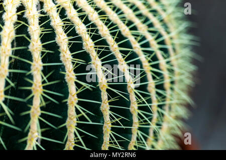 Detail der Golden barrel Kaktus (Mexiko) Stockfoto