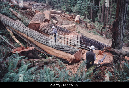 Redwood Protokollierung, gefallene Bäume, Datenlogger messen für spezifische Längen anmelden, Redwood Forest, Sequoia sempervirens. Stockfoto