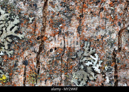 Mikrokosmos und Flora auf der Oberfläche der Rinde des alten Apfelbaum. Flechten, Moos und anderen organischen Stoffen. Studio Makroaufnahme Stockfoto