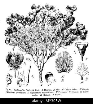 . Botanische Illustrationen von pritzelii Verticordia, zeigt Merkmale von Blumen, aus. 1905. (L. Diels und E.Pritzel) Illustrator TBA 548 Verticordia Pritzel Abb. 47 (Erntegut) Stockfoto