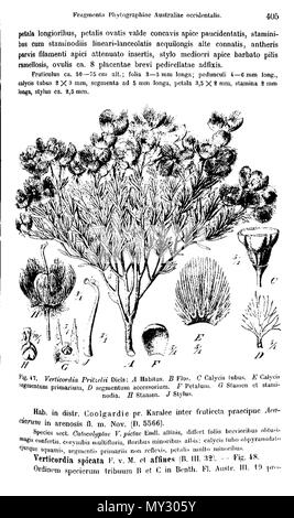 . Botanische Illustrationen von pritzelii Verticordia, zeigt Merkmale von Blumen, aus. 1905. (L. Diels und E.Pritzel) Illustrator TBA 548 Verticordia Pritzel Abb. 47 Stockfoto