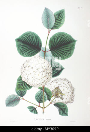 . Aus dem Buch. 1870. Philipp Franz von Siebold und Joseph Gerhard Zuccarini 549 Viburnum plicatum SZ 37 Stockfoto